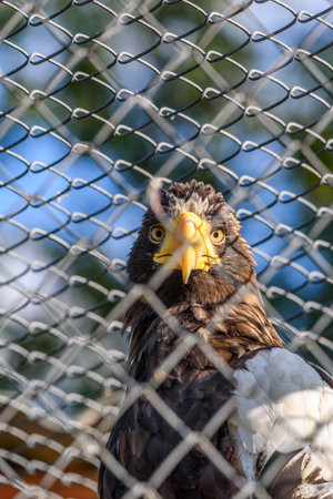 a portrait of a white-tailed eagle in a cage