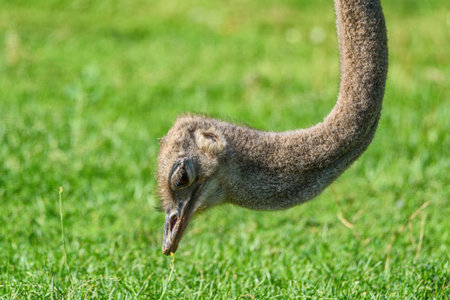 ostrich eats grassの写真素材