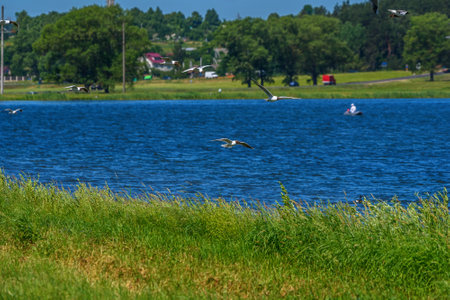 flock of seagulls over the lakeの写真素材