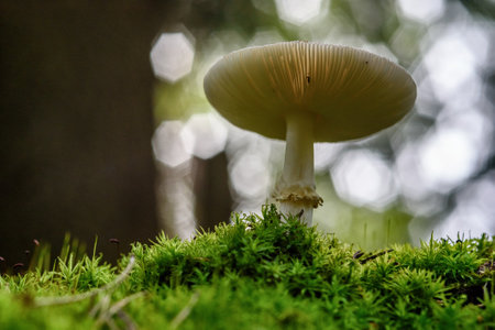 mushroom in the forest macro