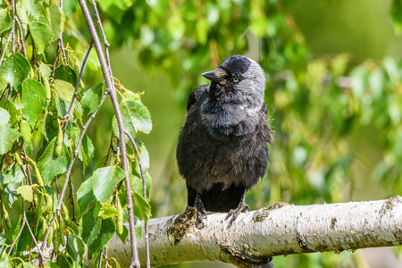 the crow sits on a branchの写真素材