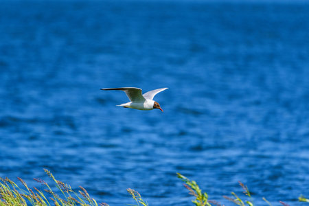 a gull flying over a lakeの写真素材