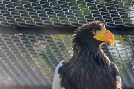 a portrait of a white-tailed eagle in a cageの写真素材