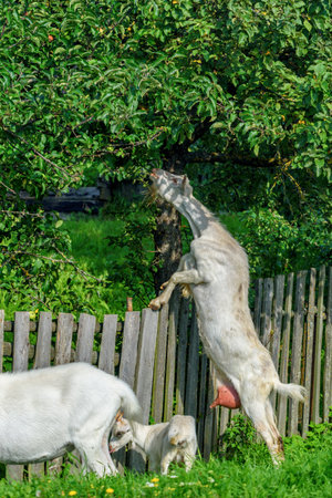 Two goats in the garden on a sunny dayの写真素材
