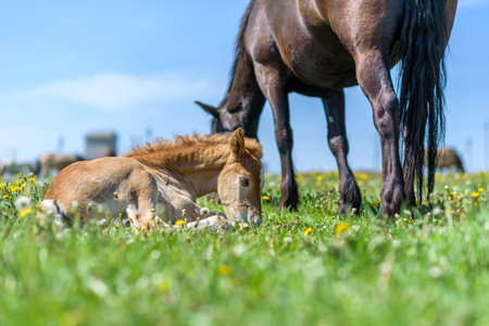 Adult horse and a young foal graze on the field against the sky.の写真素材