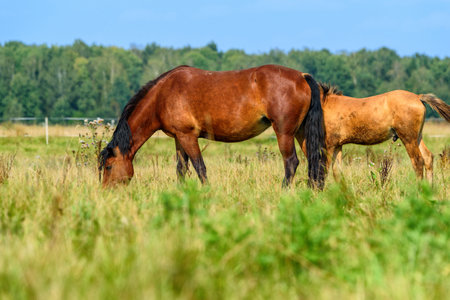 horse grazing on a farm fieldの写真素材