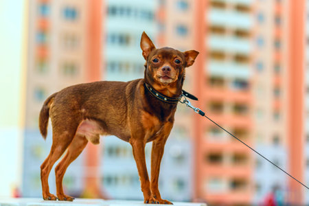 Little home dog for a walk.の写真素材