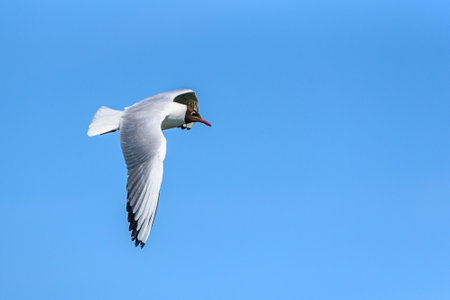 a flying seagull against the sky