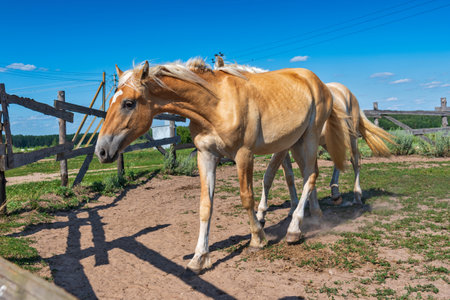 A pair of horses frolic in the paddock. Photographed in the summer afternoon.の写真素材