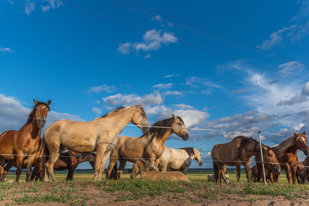 Herd of horses in a meadow with blue sky and cloudsの写真素材