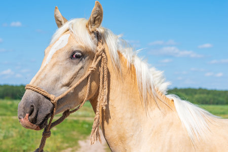 Close-up portrait of a foal with a blurred background.の写真素材