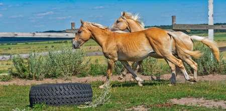 A horse runs on a paddock on a farm in the summer.の写真素材