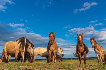 Herd of horses on a green meadow in sunny summer dayの写真素材