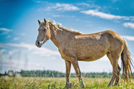 Horses graze on the field in summer.の写真素材
