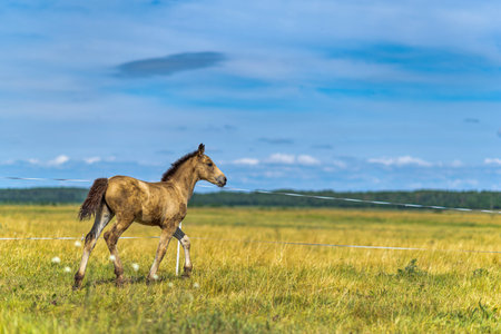 Horses graze on a summer field.の写真素材