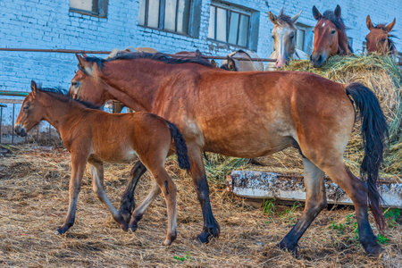 A pair of horses is walking around the farm. Photographed in summer close-up.の写真素材