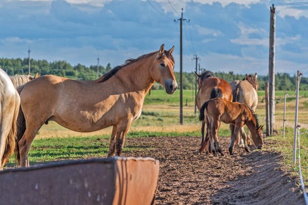 Horses graze on a summer field against the background of clouds.の写真素材