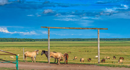 Horses graze on a summer field against the background of clouds.の写真素材