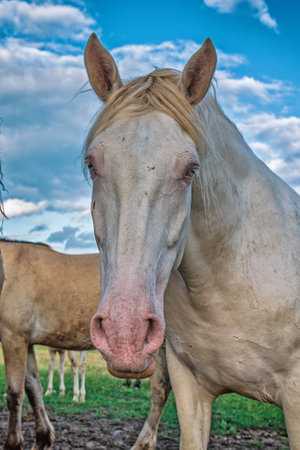 Horses graze on the field in summer. Photographed close-up.の写真素材