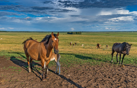 Horses graze on a summer field against the background of clouds.の写真素材