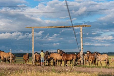 Herd of horses in the paddock on a sunny summer dayの写真素材