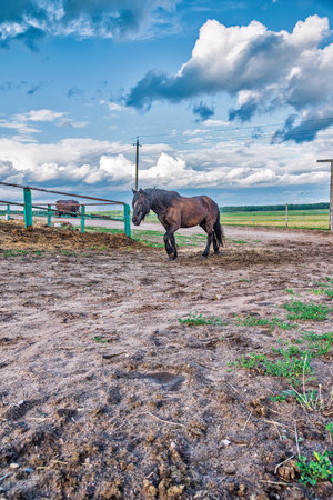 Horses graze on the field in summer. Photographed close-up.の写真素材