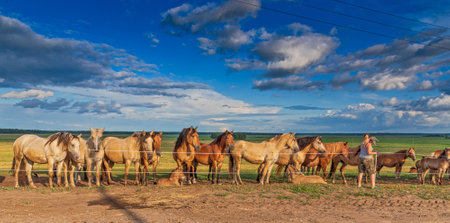 A herd of horses grazes in a paddock in the meadow.の写真素材