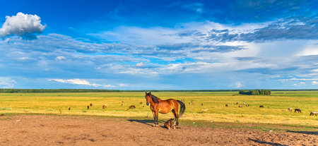 Horses graze on a summer field against the background of clouds.の写真素材