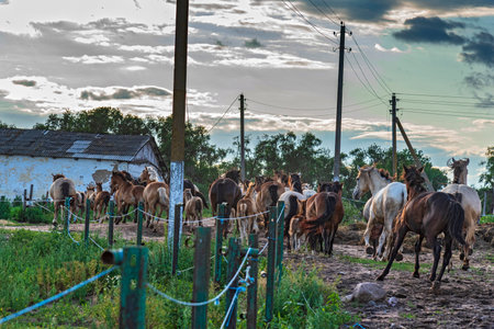 A herd of horses on a farm runs across the field.の写真素材