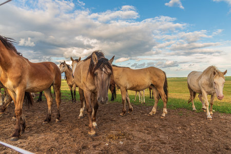 Herd of horses in a field on a sunny summer dayの写真素材