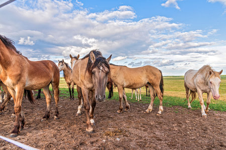 A herd of horses on a farm.の写真素材
