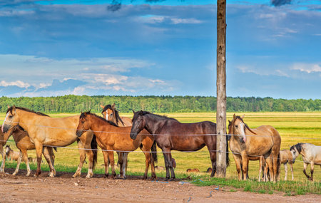 Horses graze on a summer field against the background of clouds.の写真素材