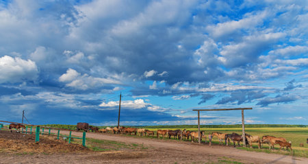 A herd of horses grazes in a paddock in the meadow.の写真素材