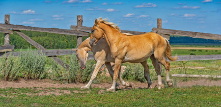 A horse runs on a paddock on a farm in the summer.の写真素材