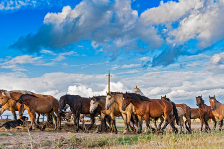 A herd of horses on a farm runs across the field.の写真素材