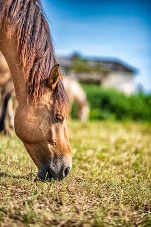 Horses graze on a farm field. Photographed close-up.の写真素材