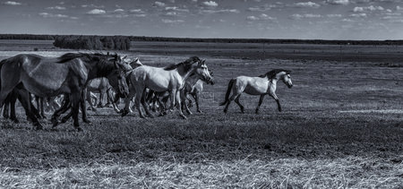 A horse grazes on the field. Black and white photography.の写真素材