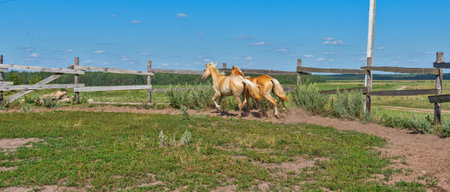 A horse runs on a paddock on a farm in the summer.の写真素材