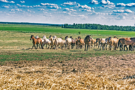 Horses graze on the field in summer. Photographed close-up.の写真素材