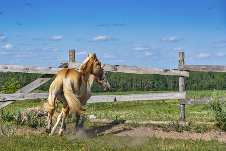 A pair of horses frolic in the paddock. Photographed in the summer afternoon.の写真素材