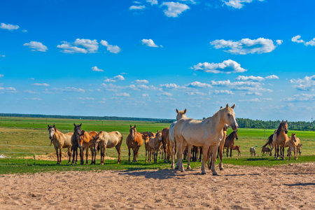 A herd of horses on a farm runs across the field.
