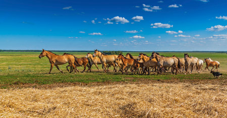 A herd of horses on a farm runs across the field.の写真素材