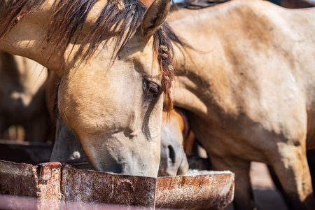 The horses on the farm drink water from the trough.の写真素材