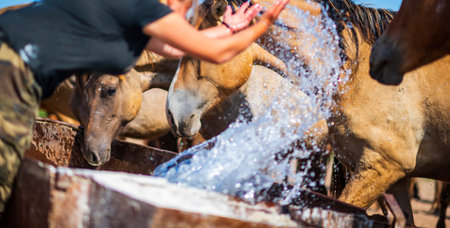 Horses drink water from a through. Close-up photo.の写真素材
