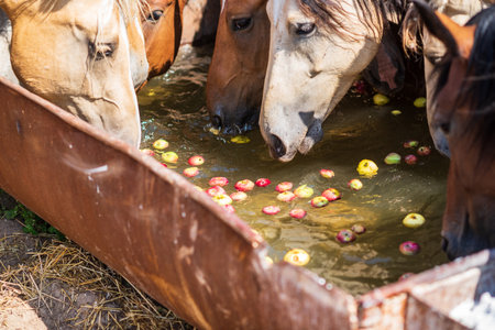 The horses on the farm drink from the trough.の写真素材