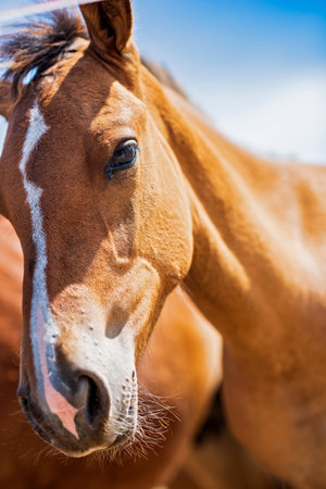 Horses against the sky. Photographed close-up.の写真素材
