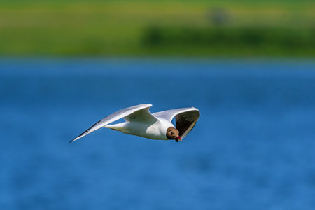 beautiful flying seagullの写真素材