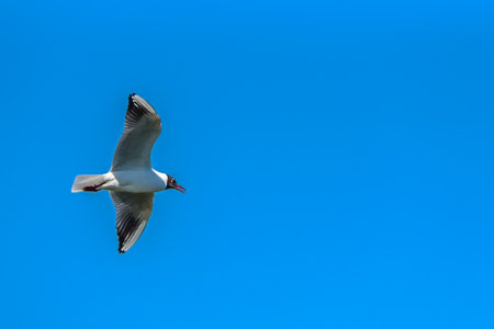 gull flying against the blue skyの写真素材
