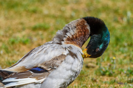 duck cleans feathersの写真素材