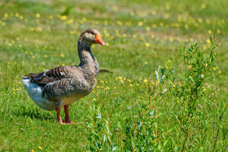 duck walking on a meadowの写真素材